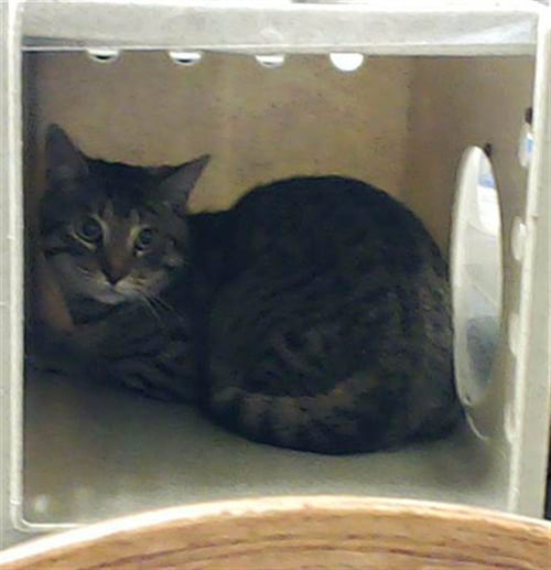 JEREMIAH - Domestic Short Hair available for adoption