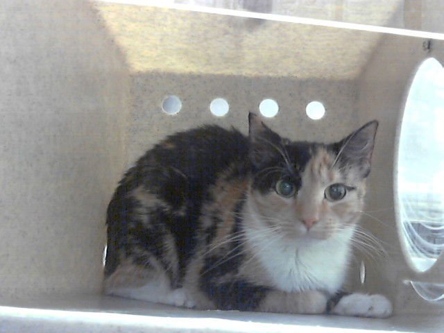 BRANDI - Domestic Short Hair available for adoption