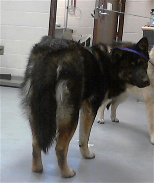 RADKE - Siberian Husky available for adoption