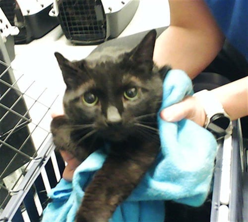 SHADOW - Domestic Short Hair available for adoption