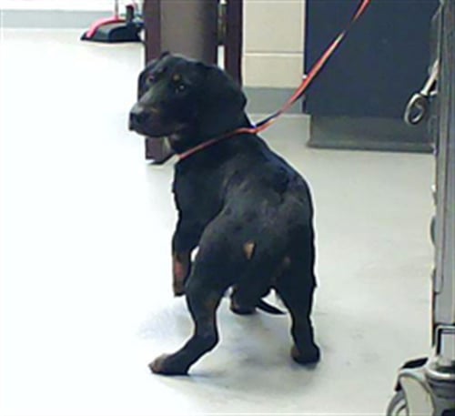 TOWNS - Dachshund available for adoption