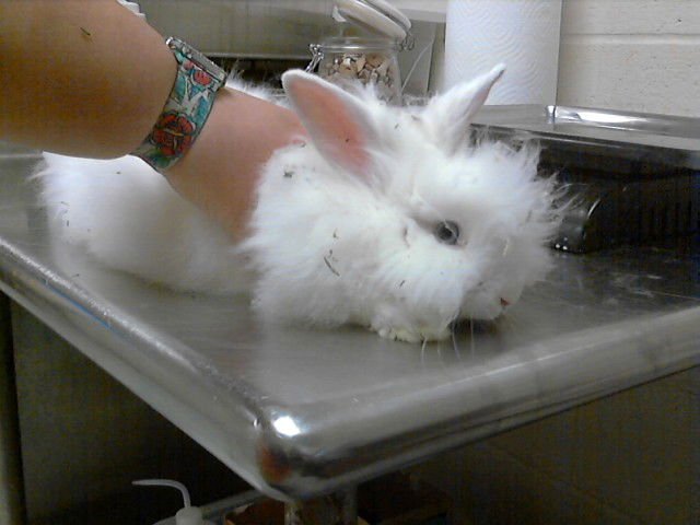 BABY - Longhaired Rabbit available for adoption