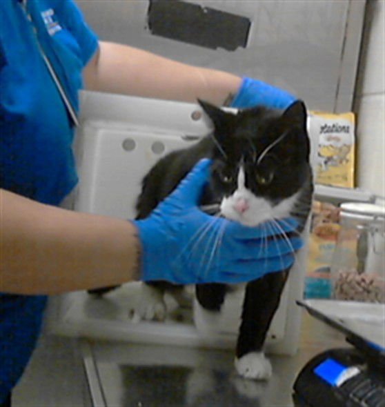 JEEVES - Domestic Short Hair available for adoption