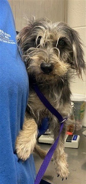 CHI CHI - Norfolk Terrier available for adoption