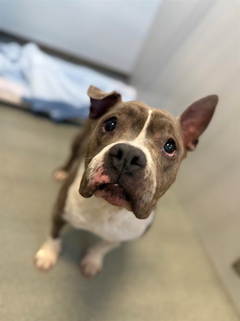 WILMA WIGGLES - Pit Bull Terrier available for adoption