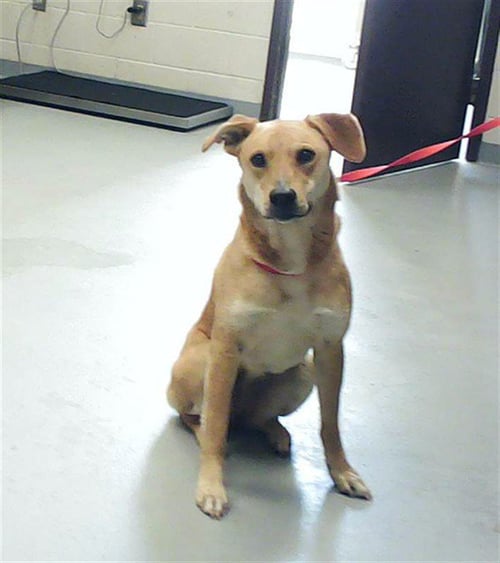 TANNER - Shiba Inu / Labrador Retriever available for adoption