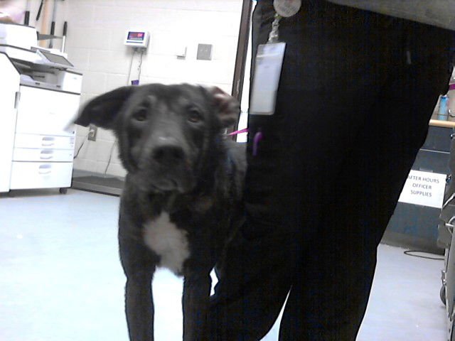 NUGGET - Labrador Retriever available for adoption