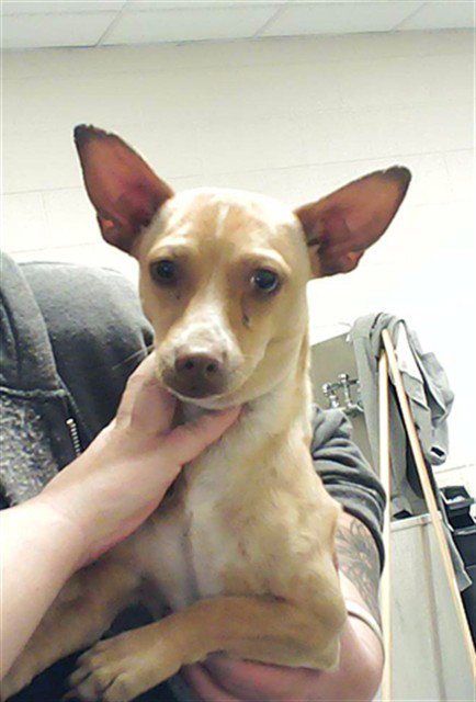 JOSEPH FOREMAN - Chihuahua available for adoption