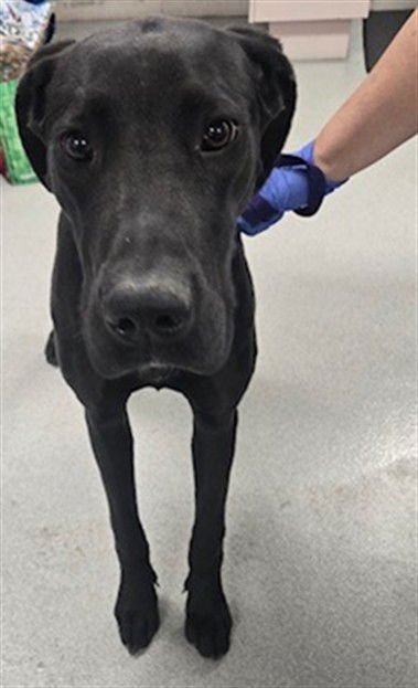 DEVON - Great Dane available for adoption