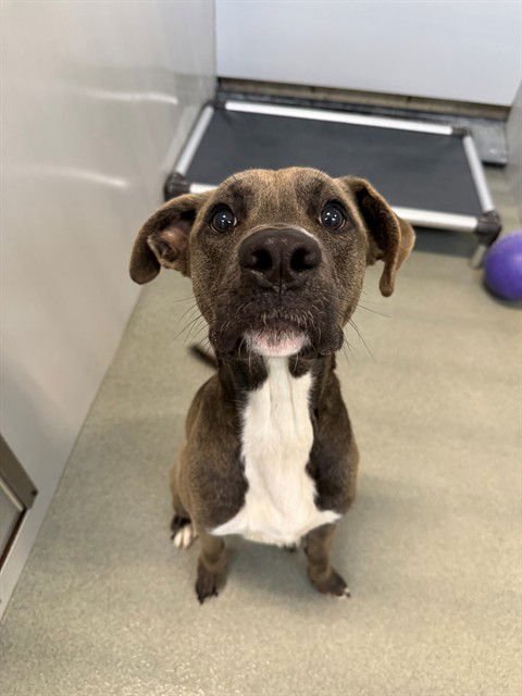 GROGG - Pit Bull Terrier available for adoption