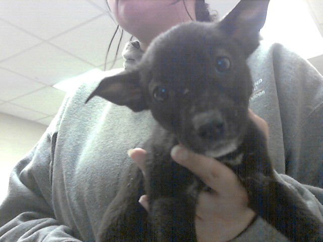 FRED - Pit Bull Terrier available for adoption