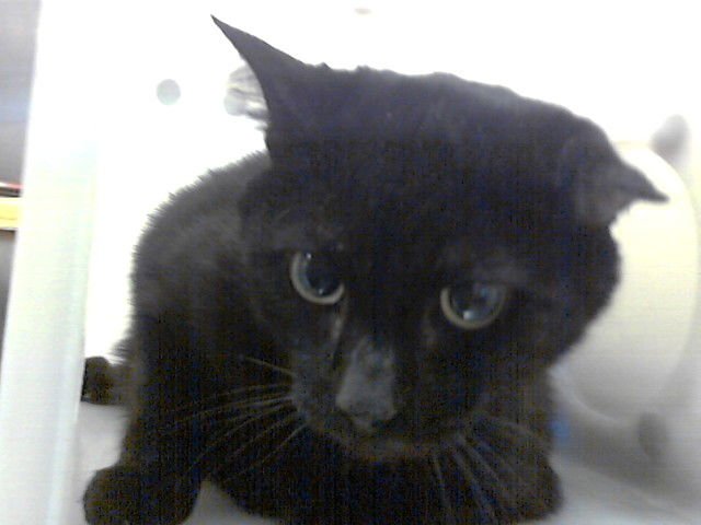 BUDDY - Domestic Short Hair available for adoption