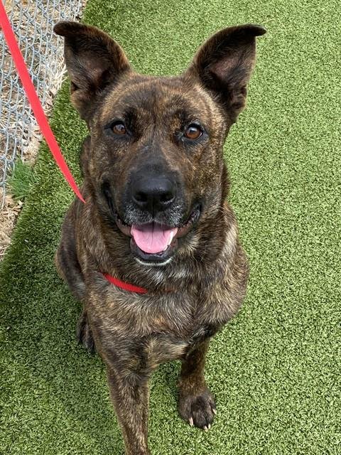 ABBY - Pit Bull Terrier / German Shepherd Dog available for adoption