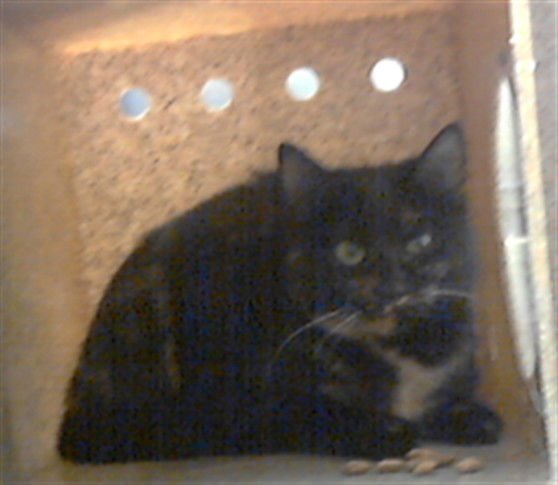 TIGER - Domestic Short Hair available for adoption