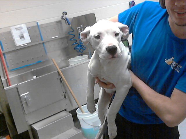 LIZA - Dogo Argentino available for adoption