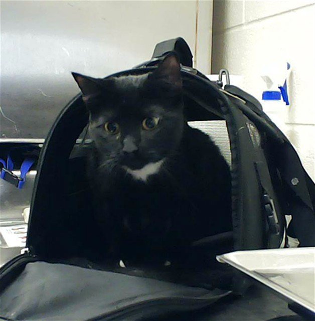ROSCOE Image
