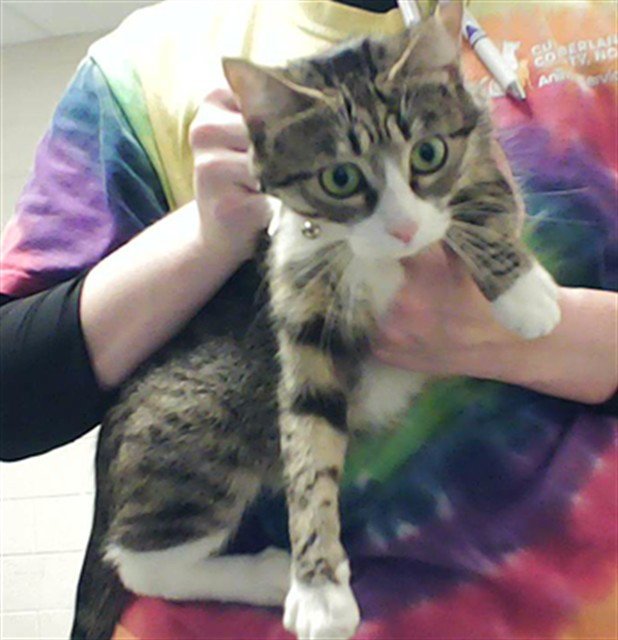 MEOW MEOW Image