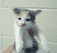 ELOISE - Photo 1