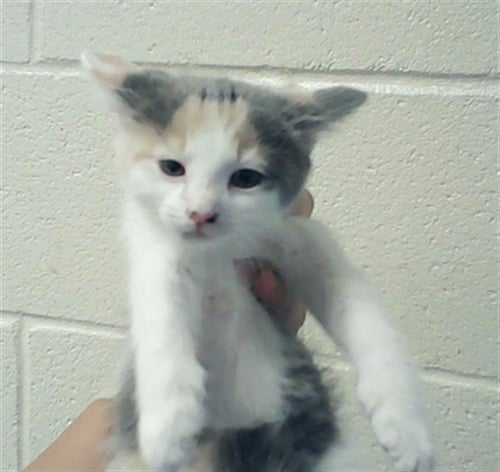 ELOISE - Domestic Short Hair for adoption in Fayetteville