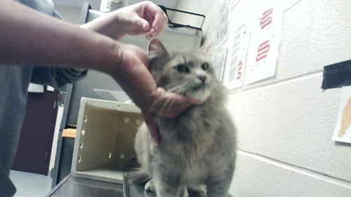 ANGELA - Domestic Long Hair available for adoption