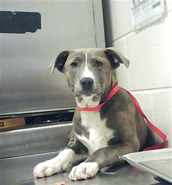 GRAYSON - Pit Bull Terrier available for adoption