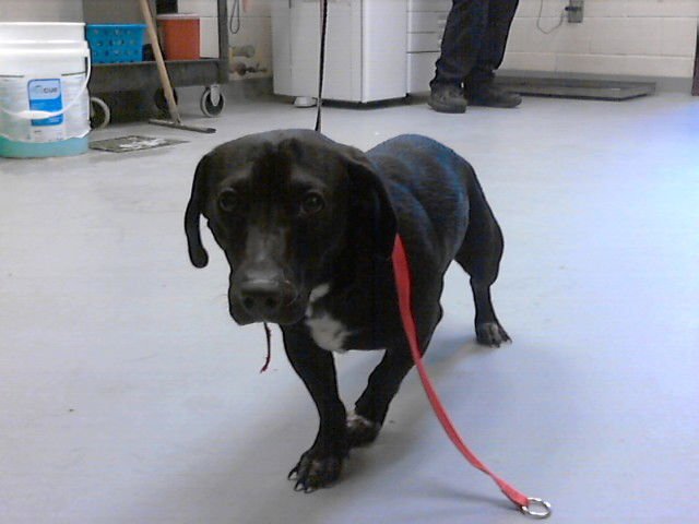 A427283 - Dachshund available for adoption