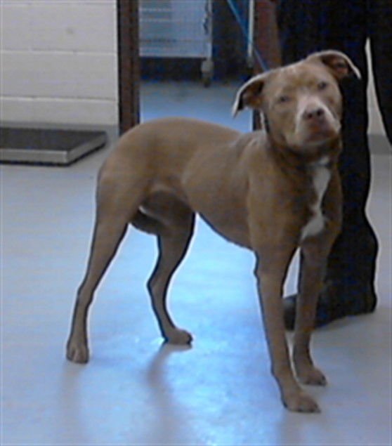 LORETTA - Pit Bull Terrier available for adoption