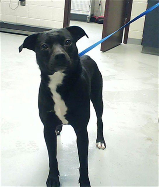 A428653 - Labrador Retriever available for adoption