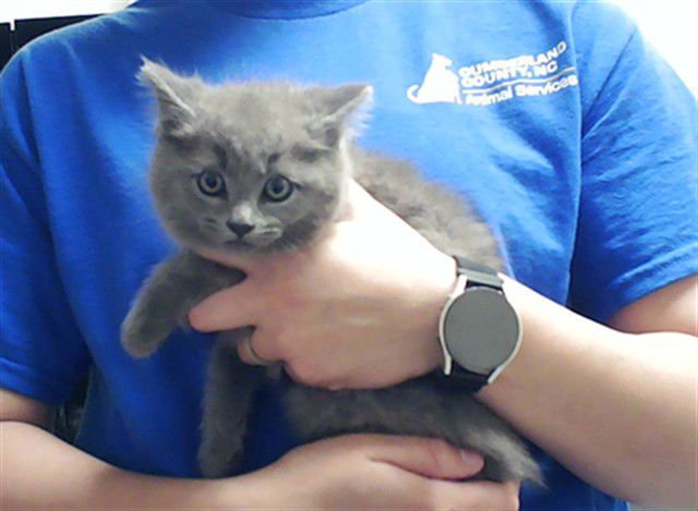 LORD FIFE - Domestic Short Hair available for adoption