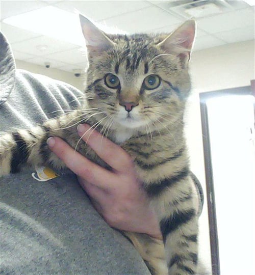 SEVEN ELEVEN - Domestic Short Hair available for adoption