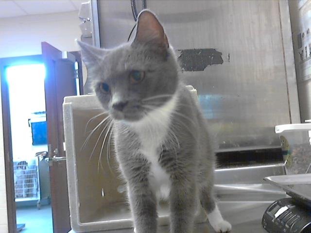 MOMMA - Domestic Short Hair available for adoption