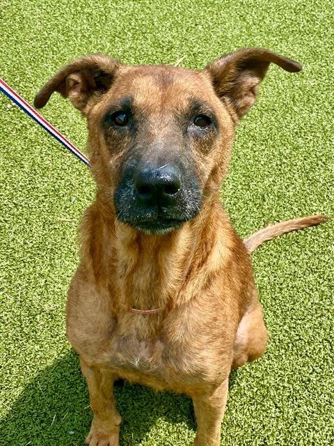 CHRISTY LOVE - Labrador Retriever available for adoption