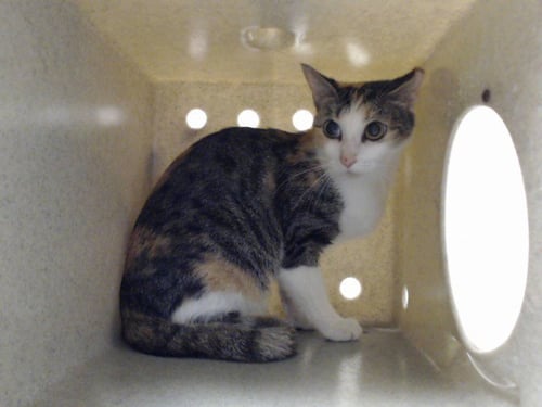 ANEKO - Domestic Medium Hair available for adoption