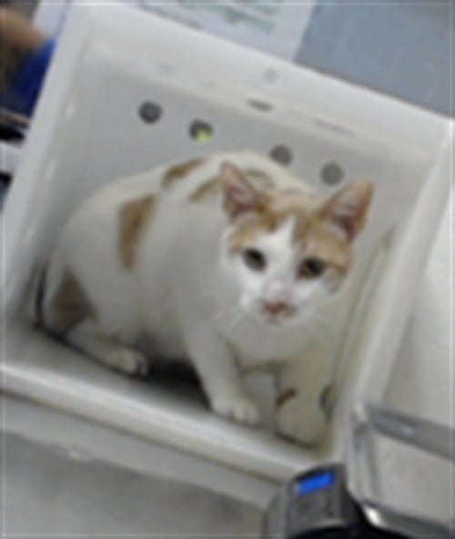 A432434 - Domestic Short Hair for adoption in Fayetteville