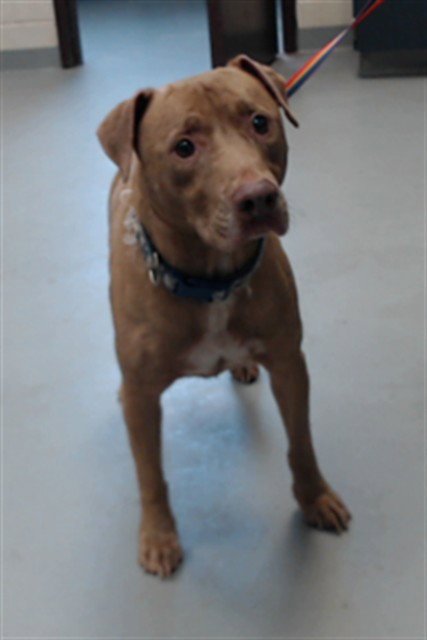 REBEL - Pit Bull Terrier for adoption in Fayetteville