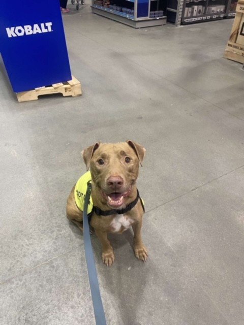REBEL - Pit Bull Terrier for adoption in Fayetteville