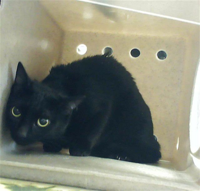 PARRY - Domestic Short Hair available for adoption