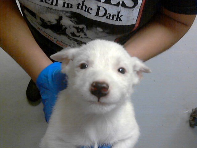 MUD - Shih Tzu / Chihuahua available for adoption