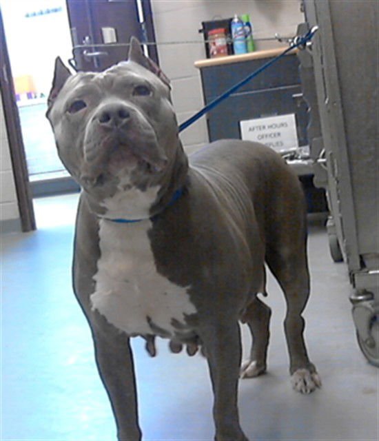 CHYNA - Pit Bull Terrier available for adoption