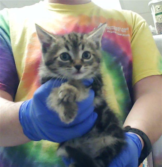 PAWRADDISH - Domestic Short Hair available for adoption