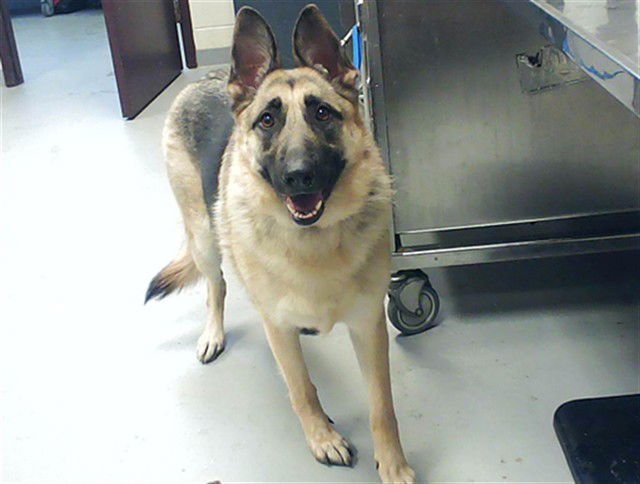 WYNTER - German Shepherd Dog available for adoption