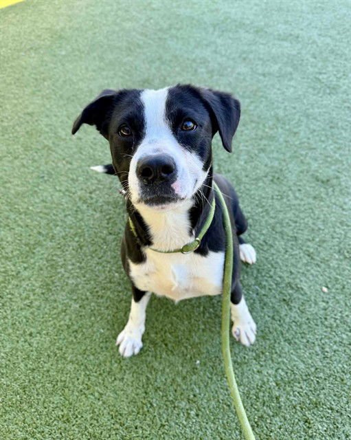 ZOEY - Pit Bull Terrier available for adoption