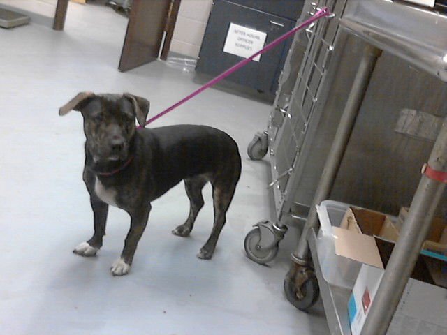 LAILA - Pit Bull Terrier available for adoption