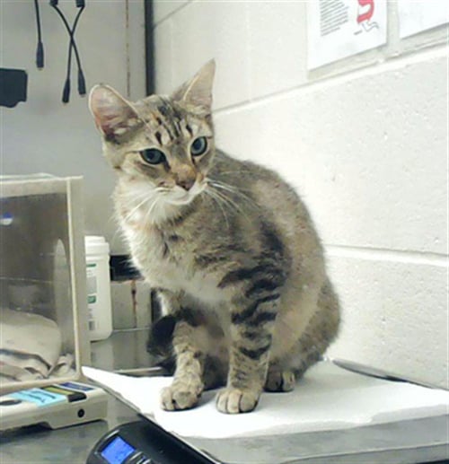 TORRANCE - Domestic Short Hair for adoption in Fayetteville