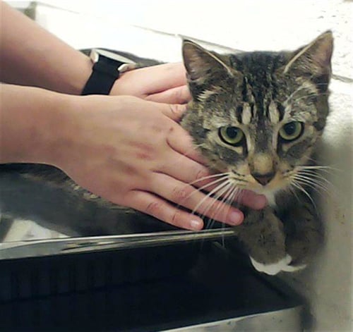 A428840 - Domestic Short Hair available for adoption