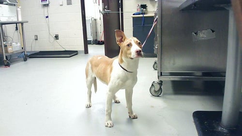 NEHEMIAH - Labrador Retriever available for adoption