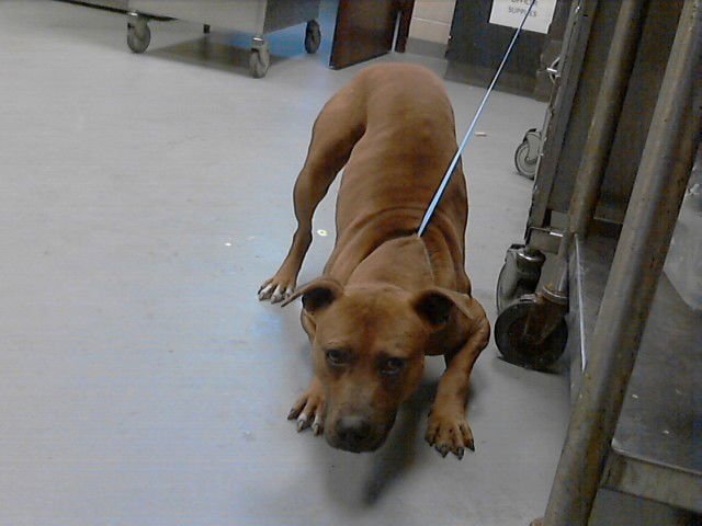 A427471 - Pit Bull Terrier available for adoption