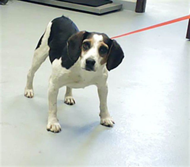 MARSHALL - Beagle available for adoption