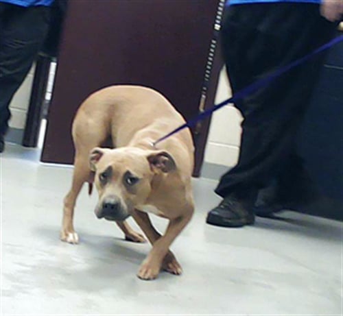 REIGN - Pit Bull Terrier available for adoption