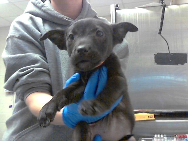 WILMA - Pit Bull Terrier available for adoption